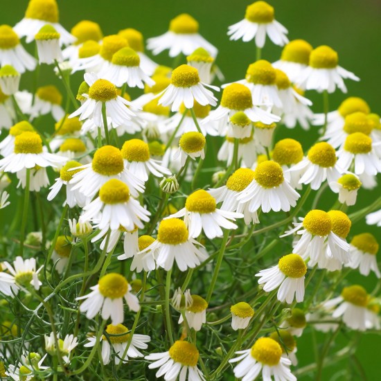 German Chamomile Organic
